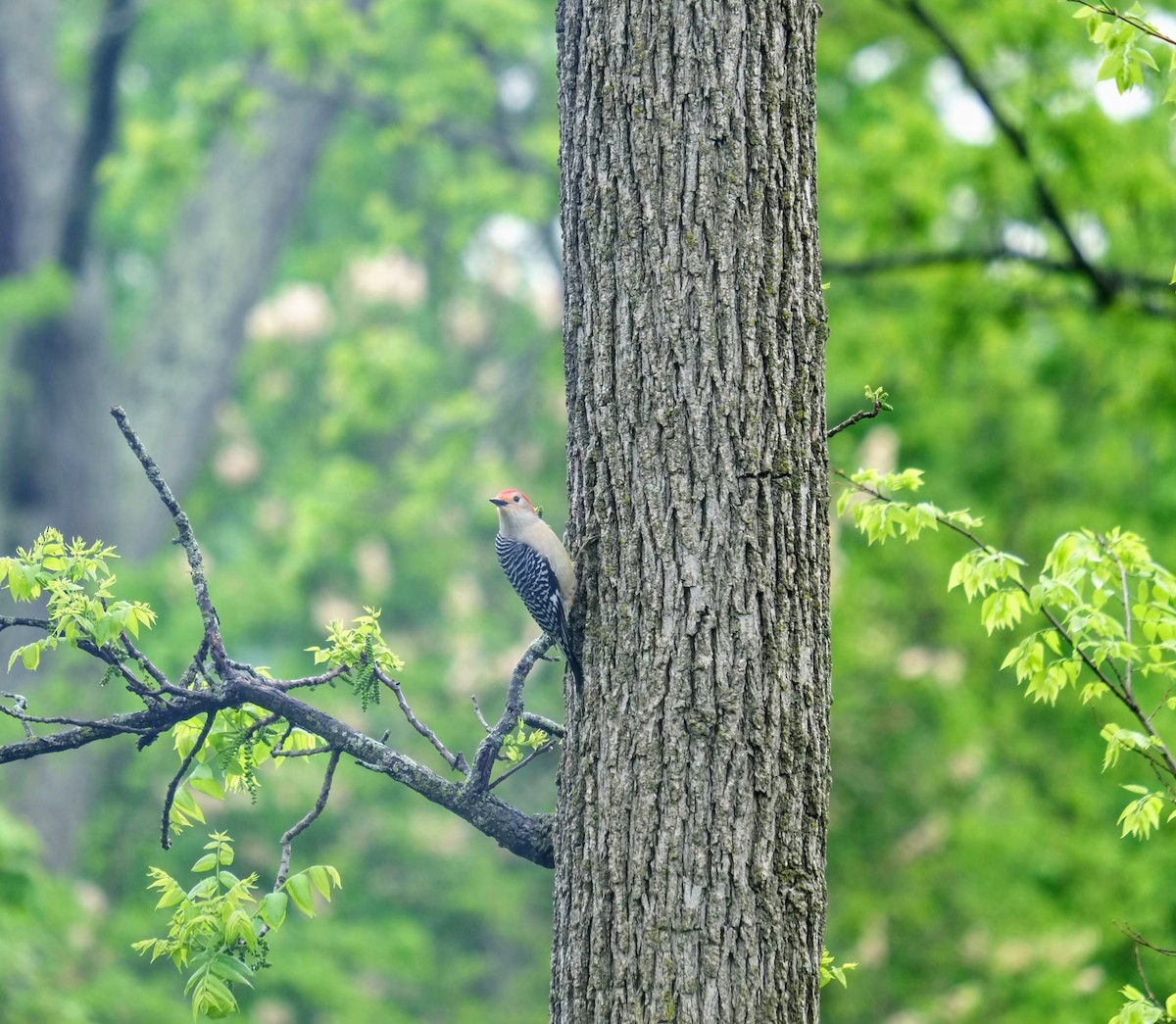 Red-bellied Woodpecker - ML452220951