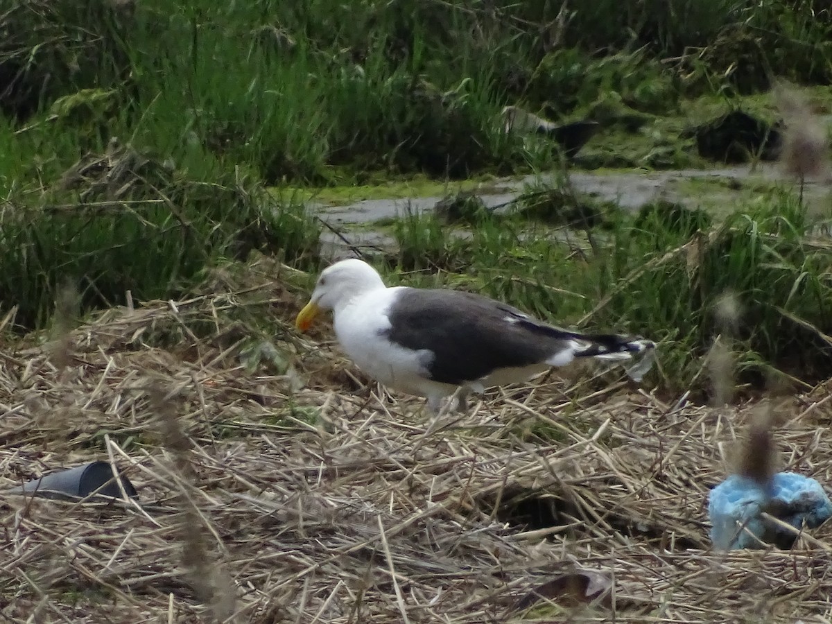 Great Black-backed Gull - ML452222521