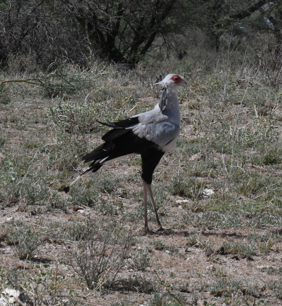 Secretarybird - ML452223291