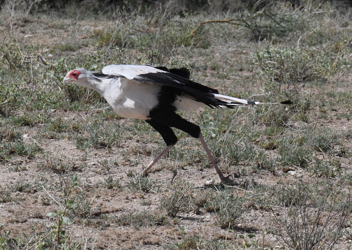 Secretarybird - ML452223301