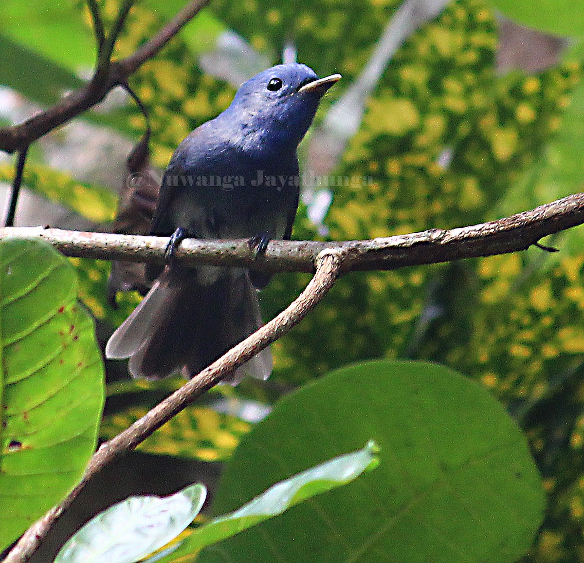 Black-naped Monarch - Nuwanga Jayathunga