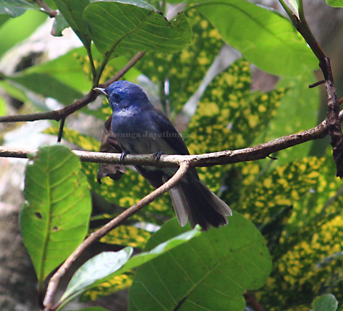 Black-naped Monarch - Nuwanga Jayathunga