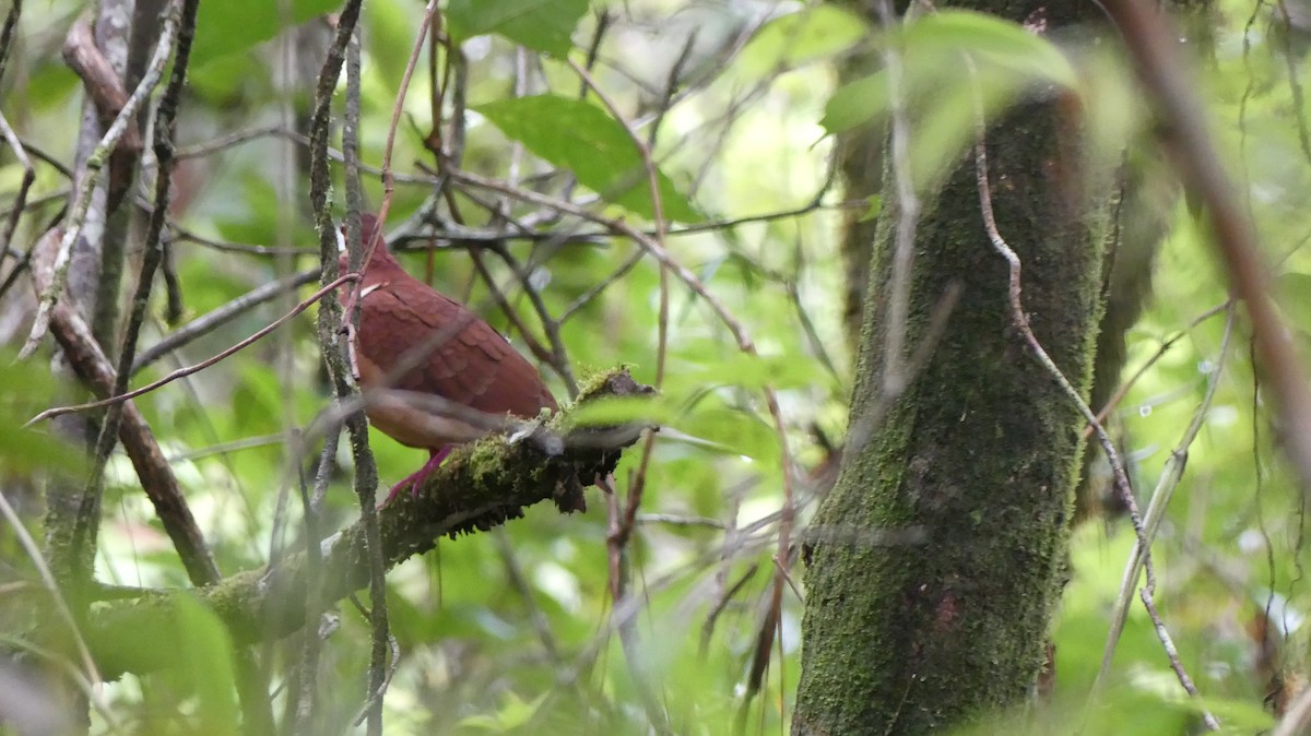 holub hnědočervený (ssp. montana) - ML452227991
