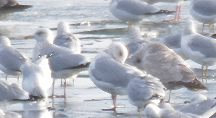 Herring x Glaucous-winged Gull (hybrid) - ML45222801