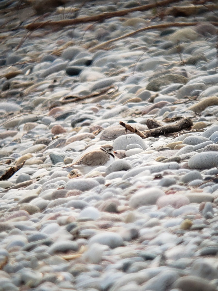 Piping Plover - ML452229011