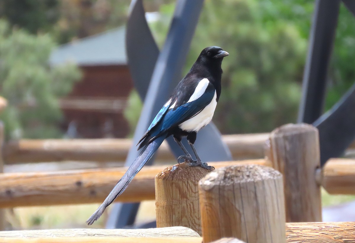 Black-billed Magpie - ML452229221