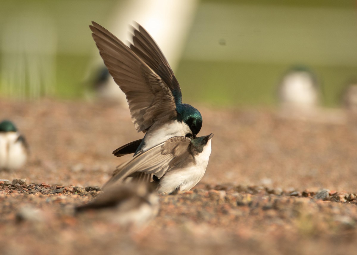 Tree Swallow - ML452230321