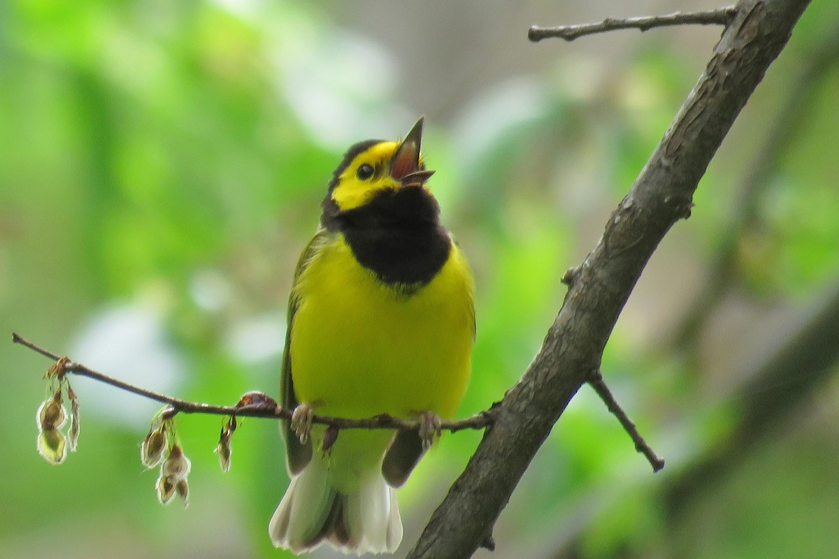 Hooded Warbler - ML452230421