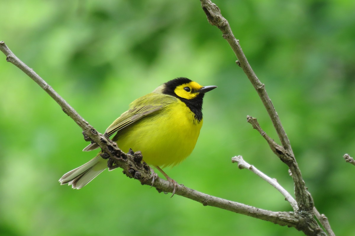 Hooded Warbler - Kelly Preheim