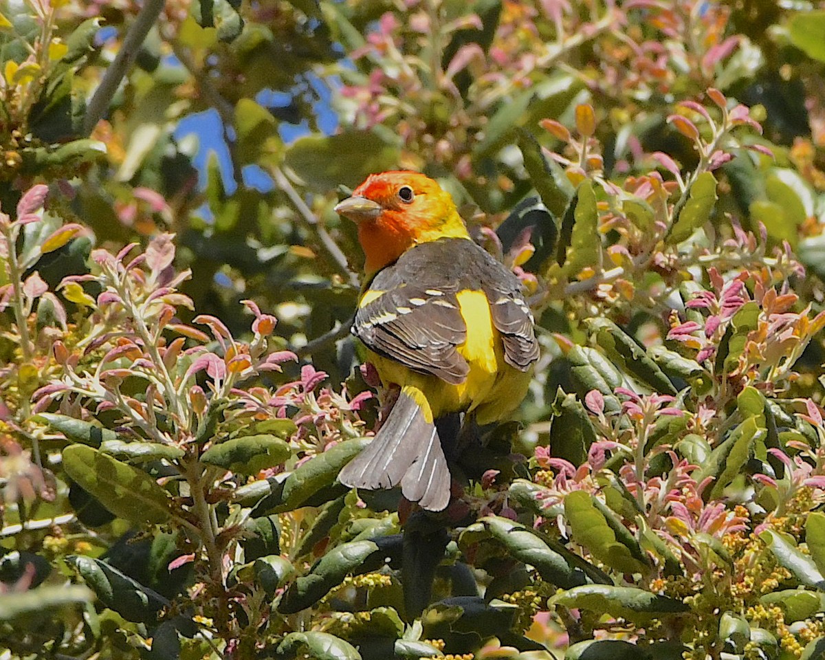 Western Tanager - ML452235231