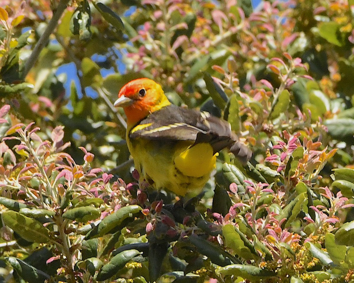 Western Tanager - ML452235661