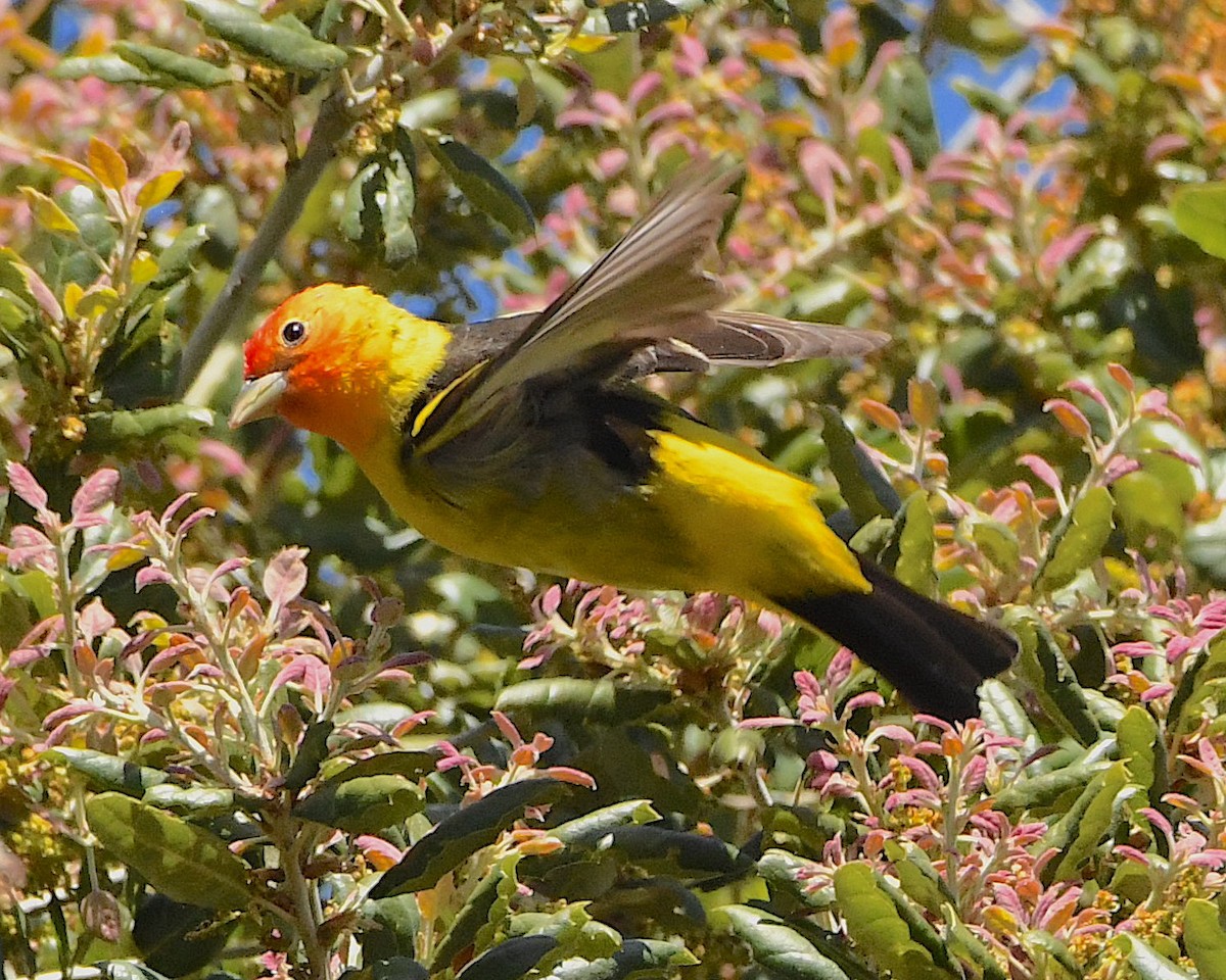 Western Tanager - ML452236141