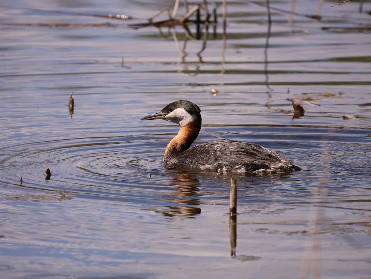 Red-necked Grebe - Sage P