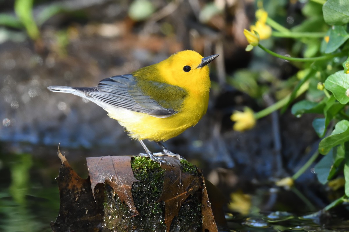 Prothonotary Warbler - ML452237131