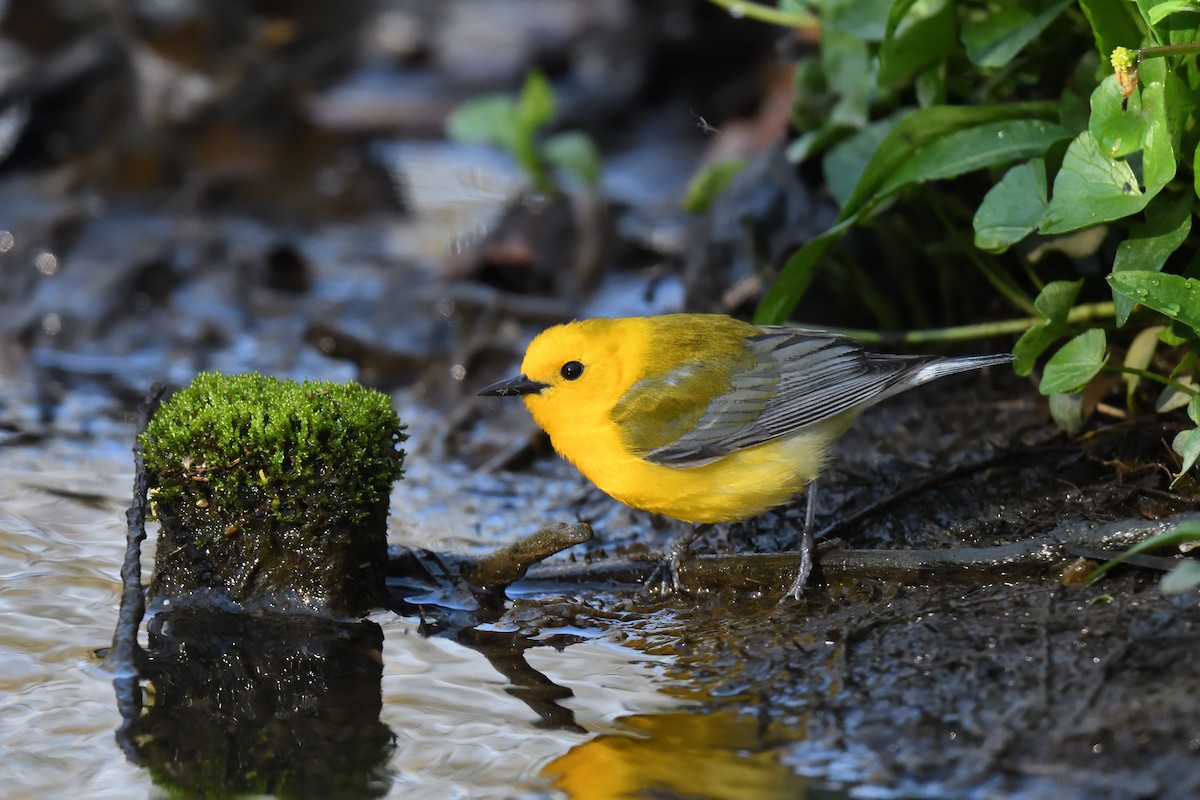 Prothonotary Warbler - ML452237191