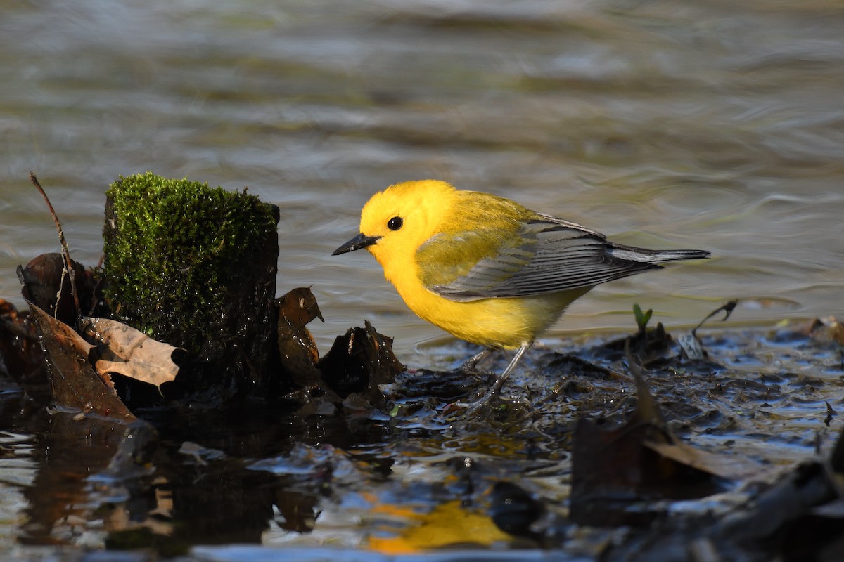 Prothonotary Warbler - ML452237221