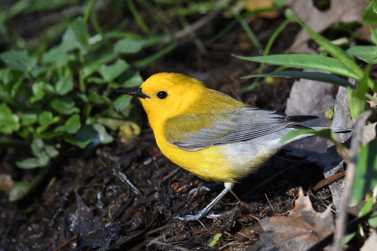 Prothonotary Warbler - ML452237261