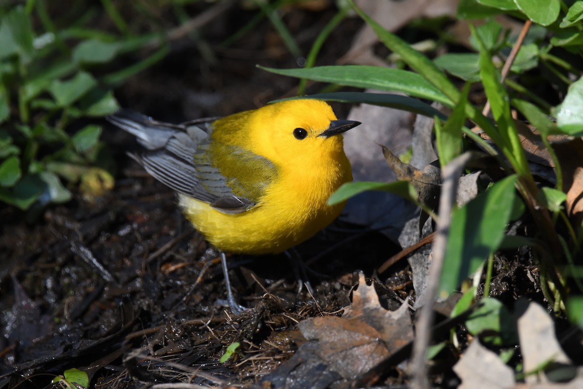 Prothonotary Warbler - ML452237281