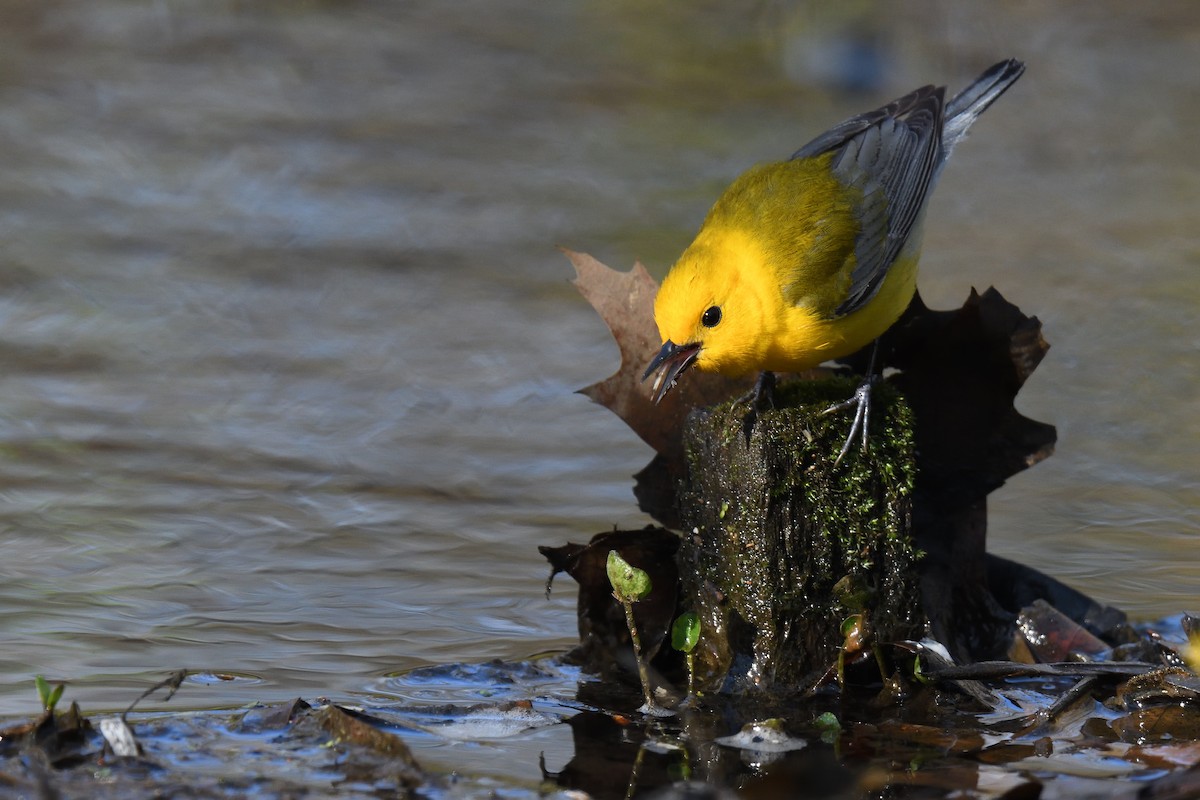 Prothonotary Warbler - ML452237291