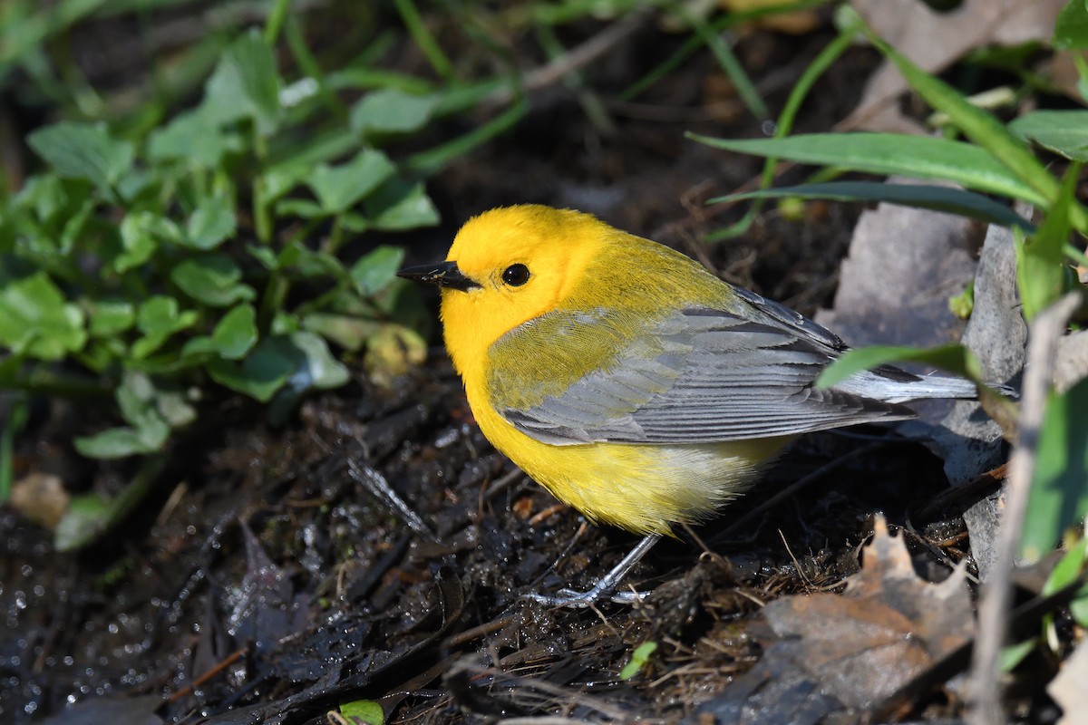 Prothonotary Warbler - ML452237301