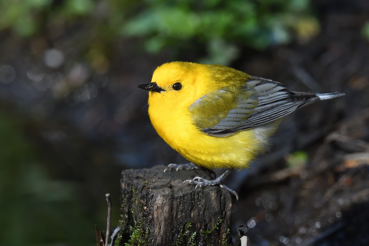 Prothonotary Warbler - ML452237351