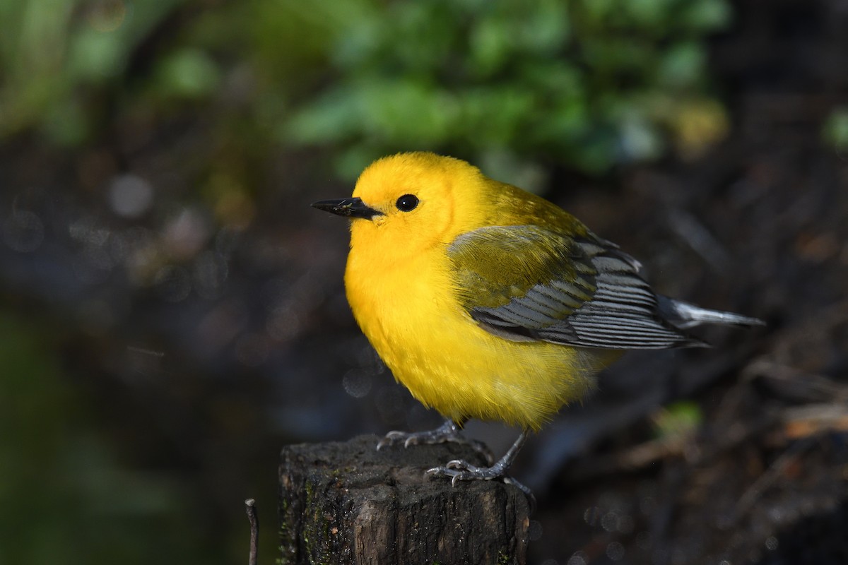 Prothonotary Warbler - ML452237381