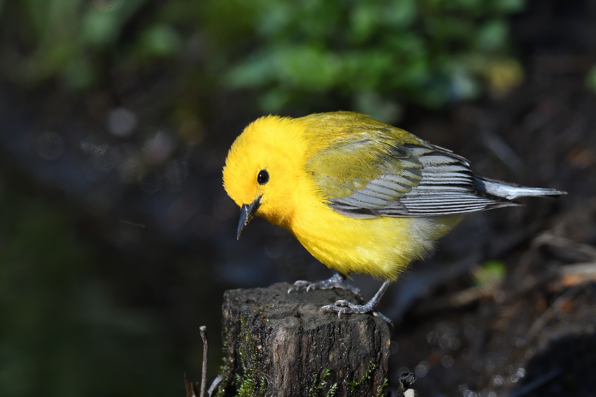 Prothonotary Warbler - ML452237401