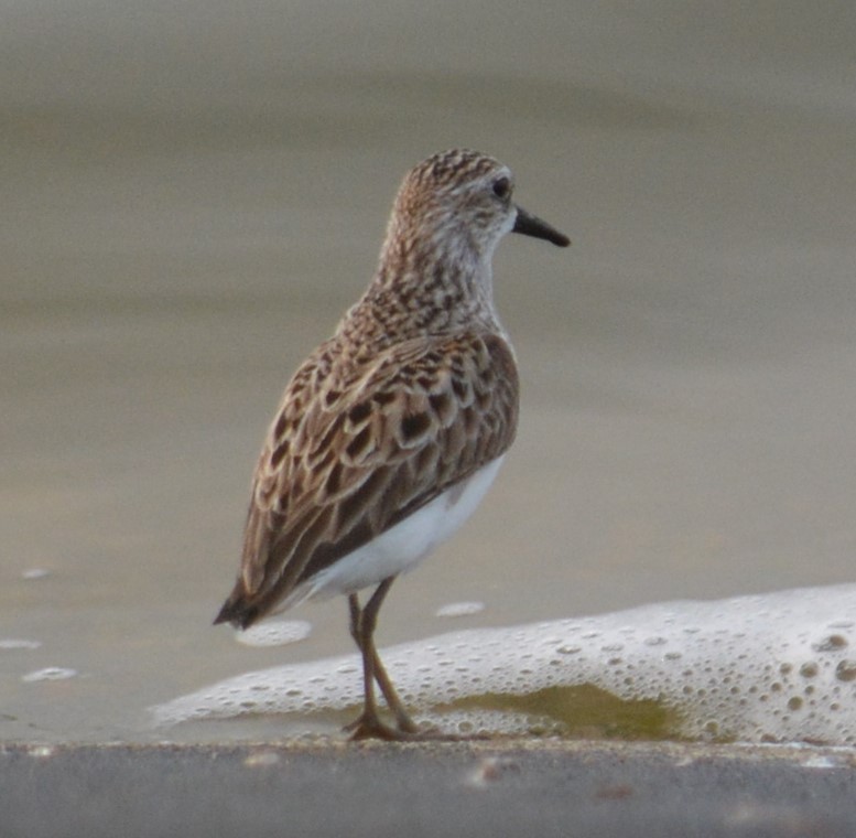 Semipalmated Sandpiper - Alexandra Barath