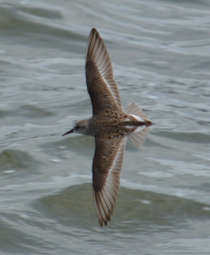 Semipalmated Sandpiper - Alexandra Barath