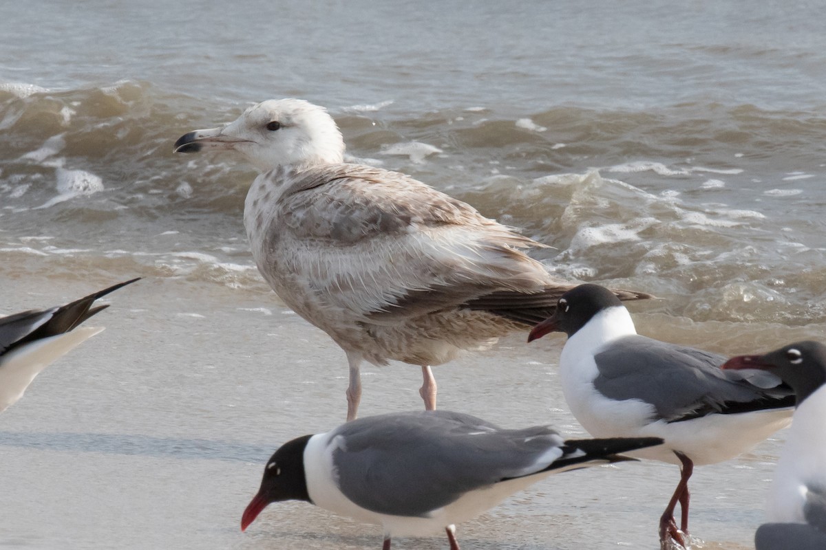 Herring Gull - ML452239961