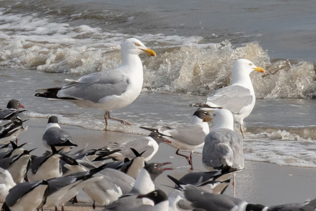 Herring Gull - ML452240671