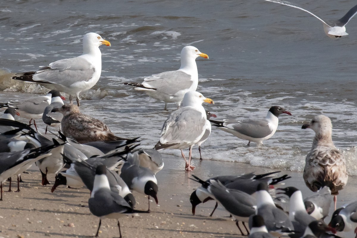 Herring Gull - ML452241311