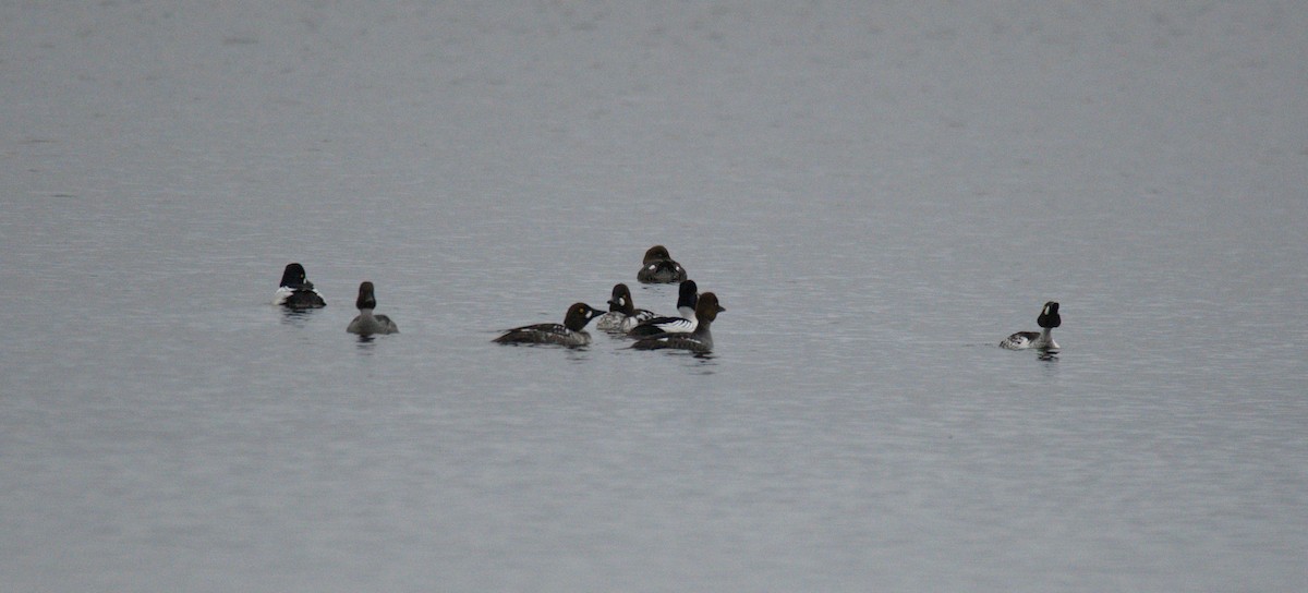 Common Goldeneye - ML452241691