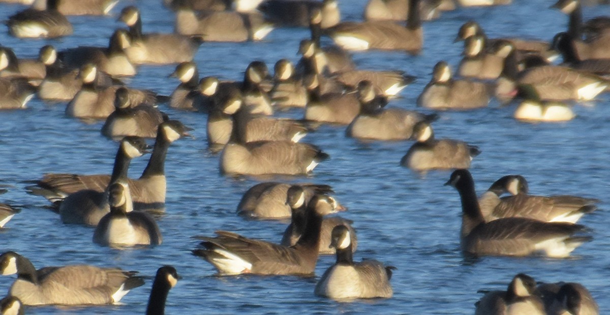 Greater White-fronted x Cackling Goose (hybrid) - Steven Mlodinow