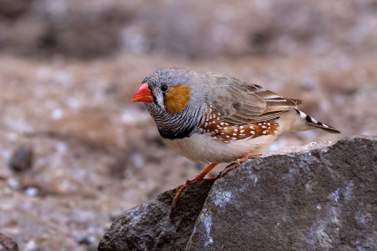 Zebra Finch - ML452243351