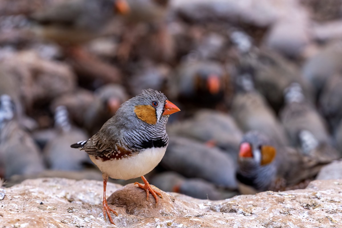 Zebra Finch - ML452243361