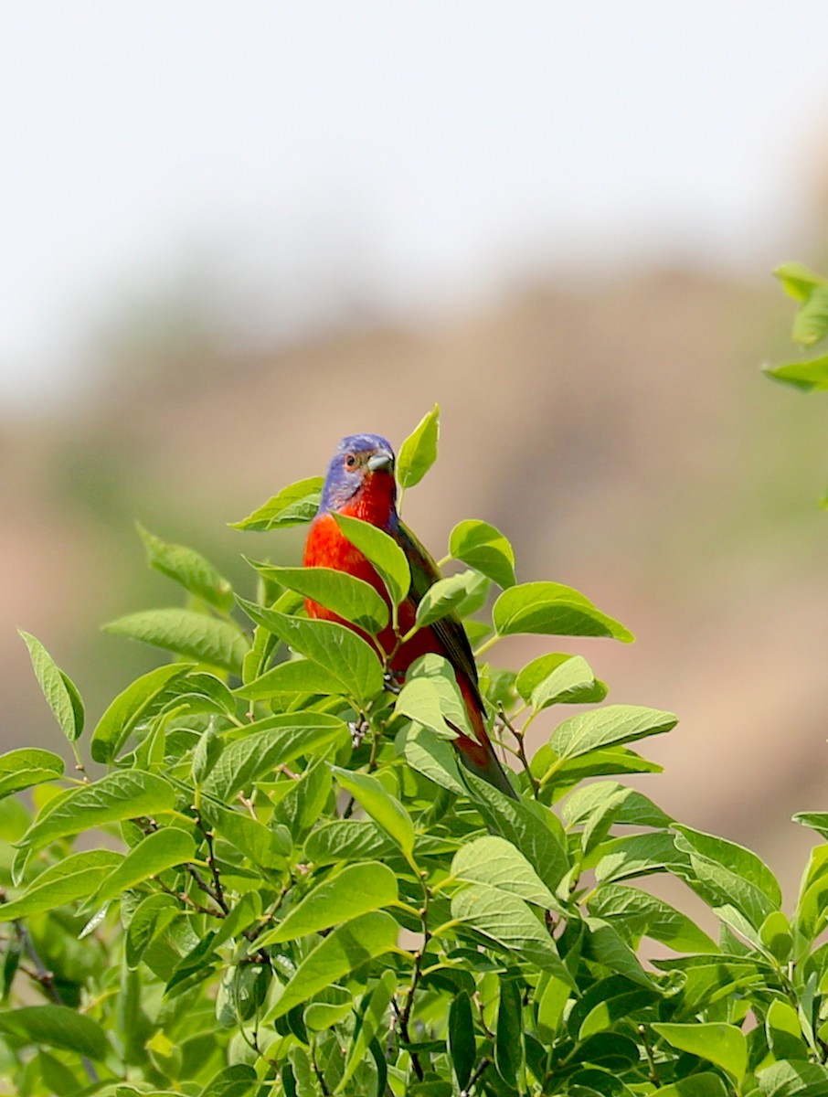 Painted Bunting - Rebecca Koch