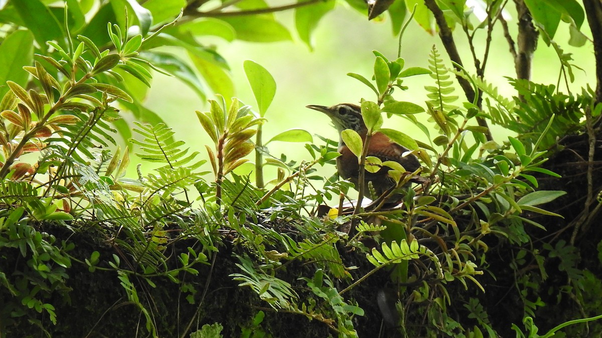 Rufous-and-white Wren - ML452244151