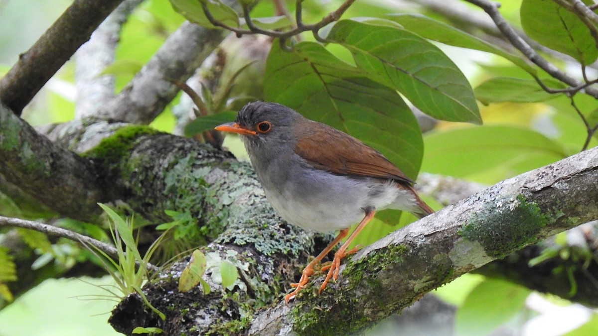 Orange-billed Nightingale-Thrush - ML452244521