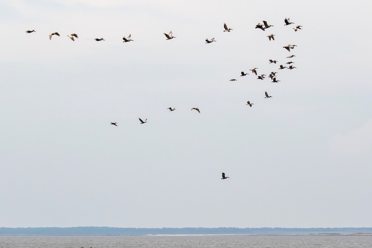 Brown Pelican - ML452245181