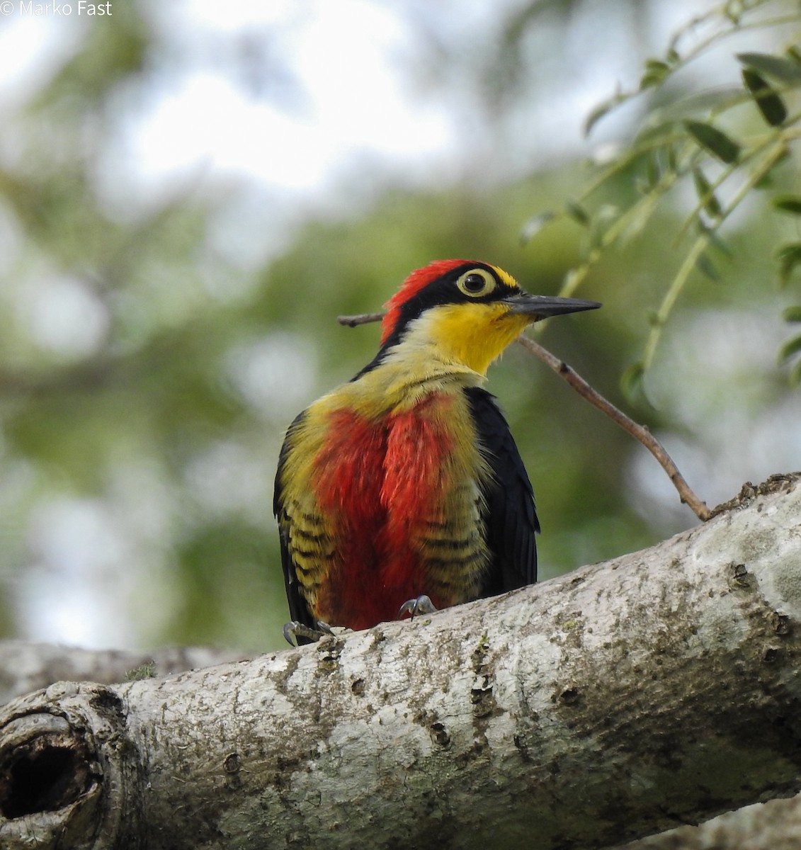 Yellow-fronted Woodpecker - ML452245321