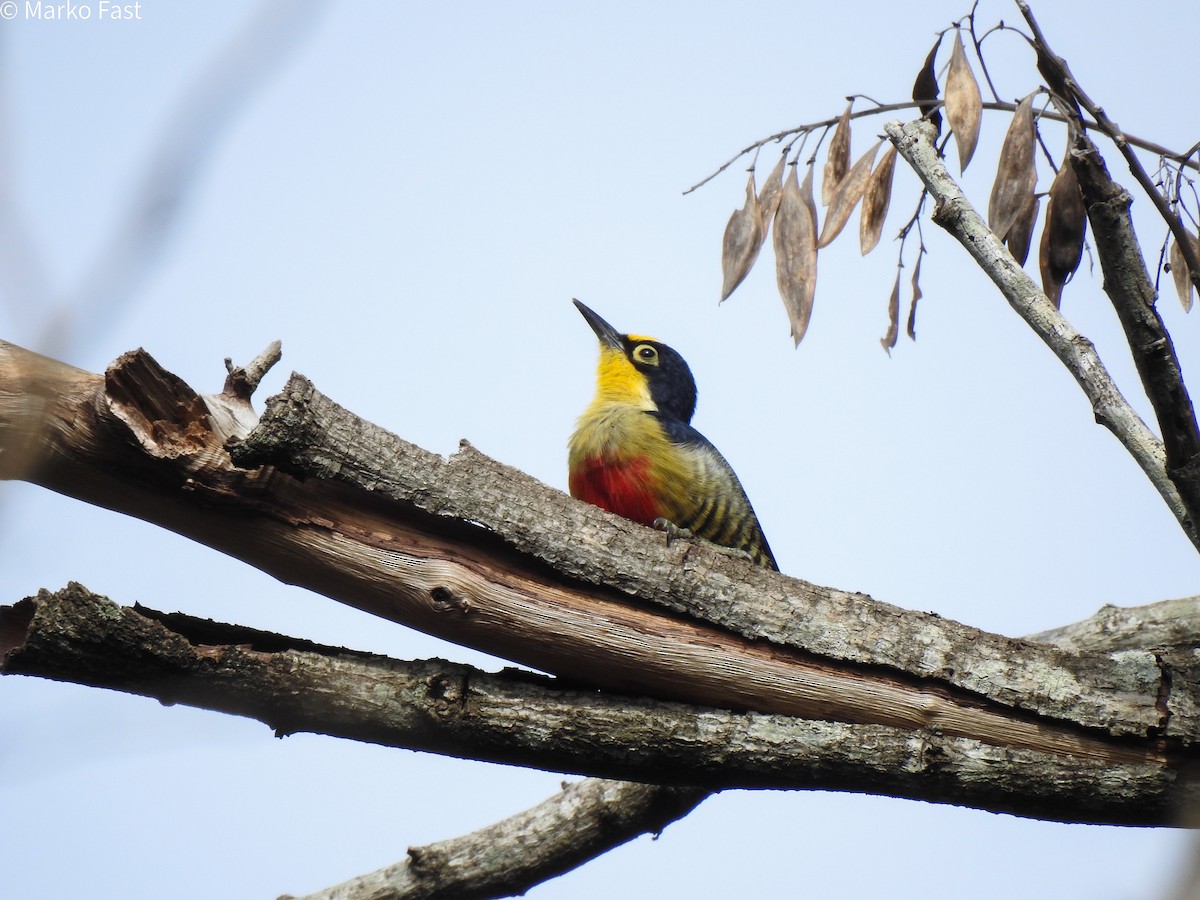 Yellow-fronted Woodpecker - ML452245341