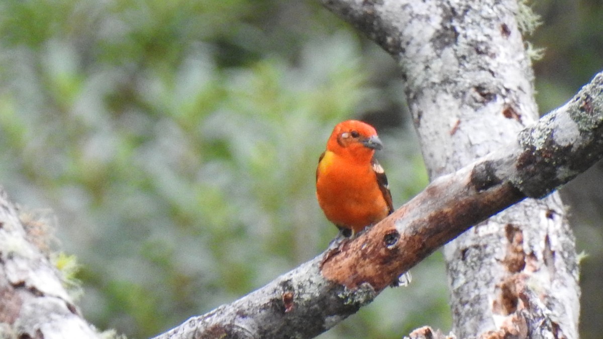 Flame-colored Tanager - ML452245361