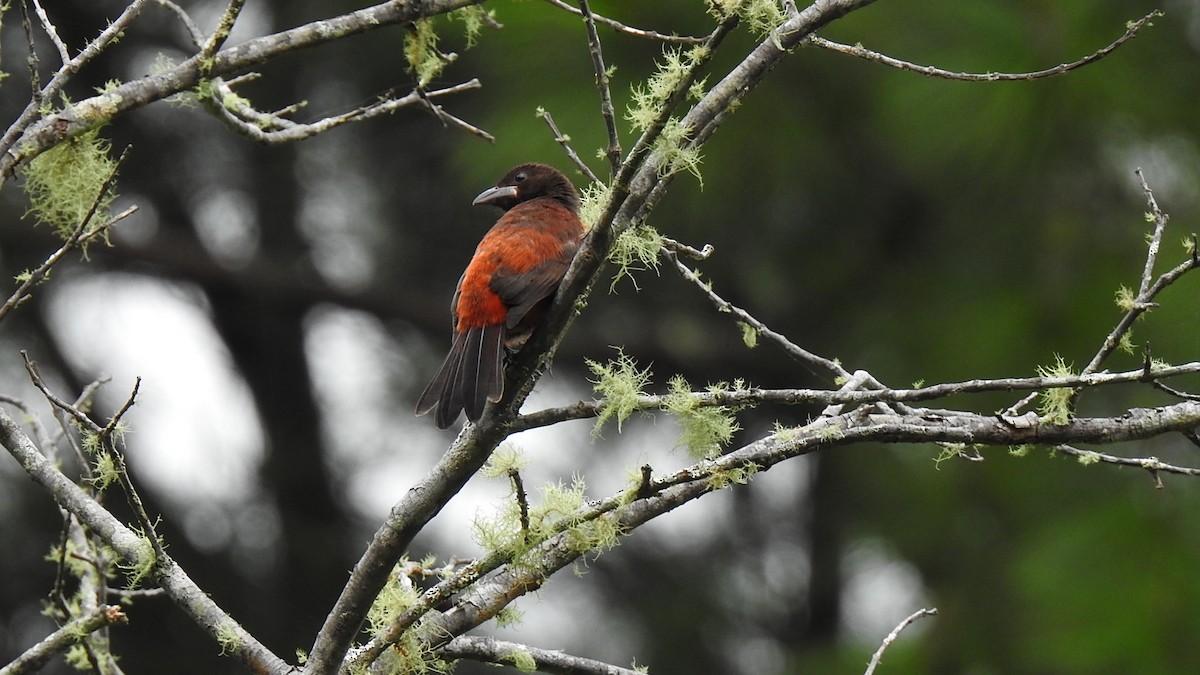 Crimson-backed Tanager - Yasmin Cerrud Henríquez