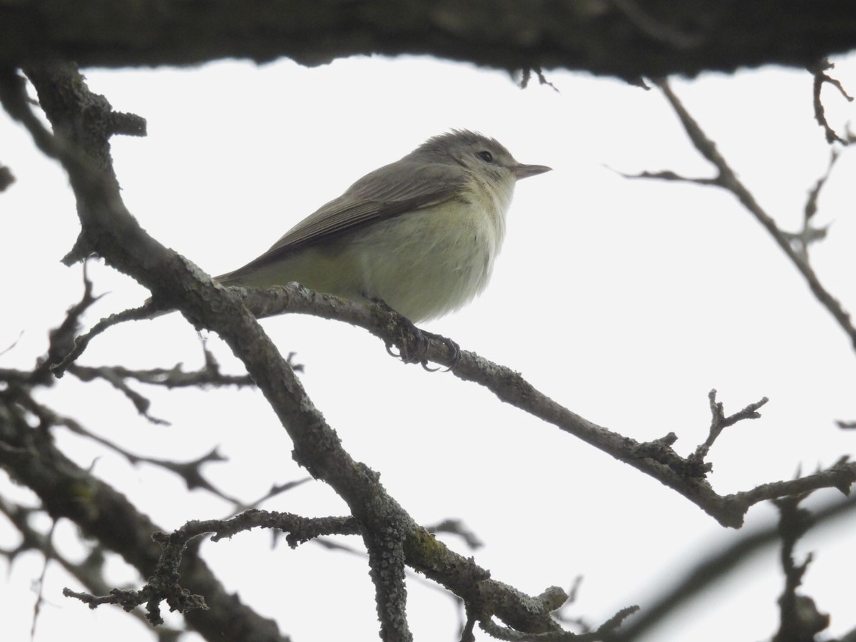 Warbling Vireo - ML452245511