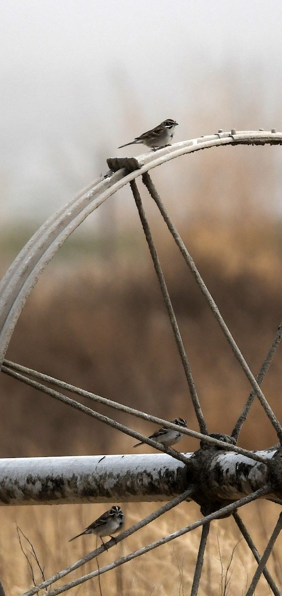 Lark Sparrow - ML452245801