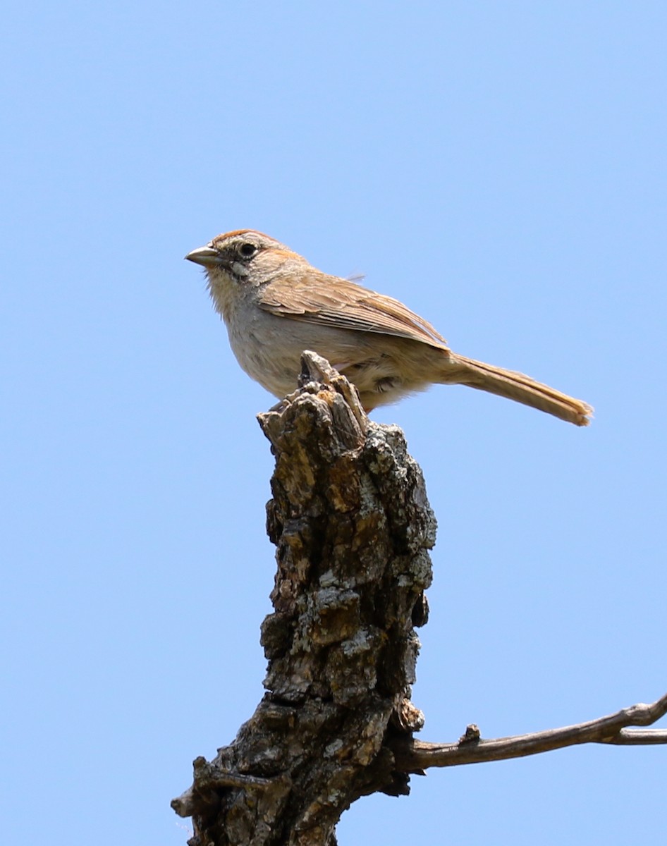 Rufous-crowned Sparrow - ML452245901