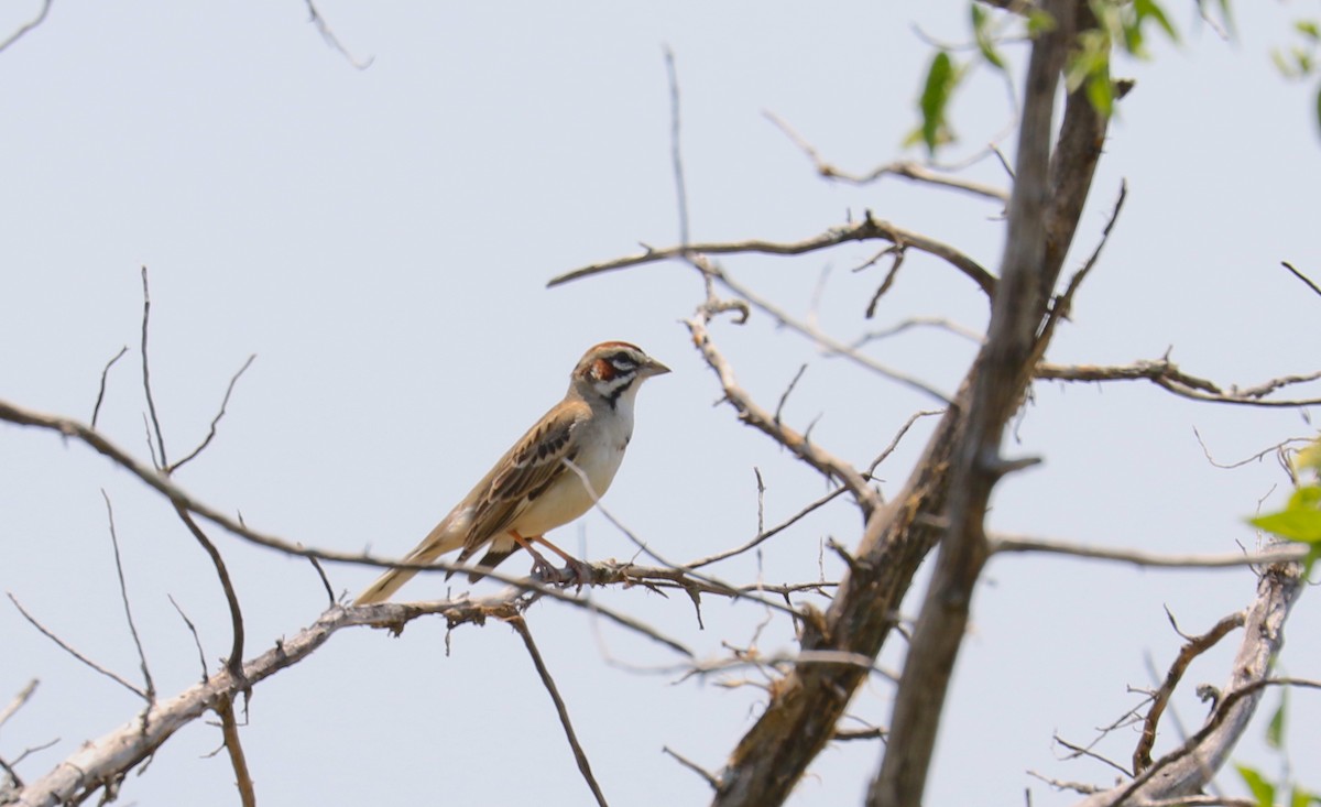 Lark Sparrow - Rebecca Koch