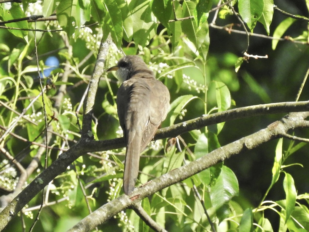 Yellow-billed Cuckoo - ML452246221