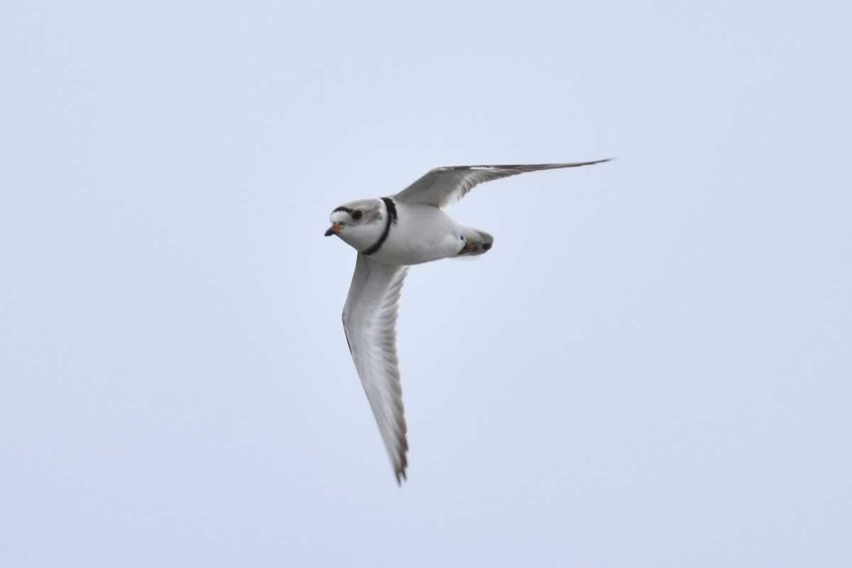 Piping Plover - Kevin Gevaert